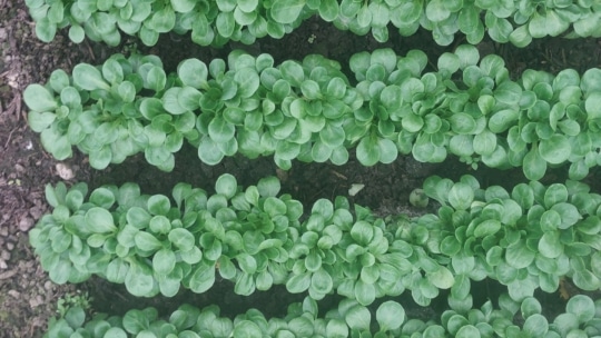 Reihen üppig grüner Blattpflanzen, die in sauberen, parallelen Reihen im Boden wachsen, von oben betrachtet.