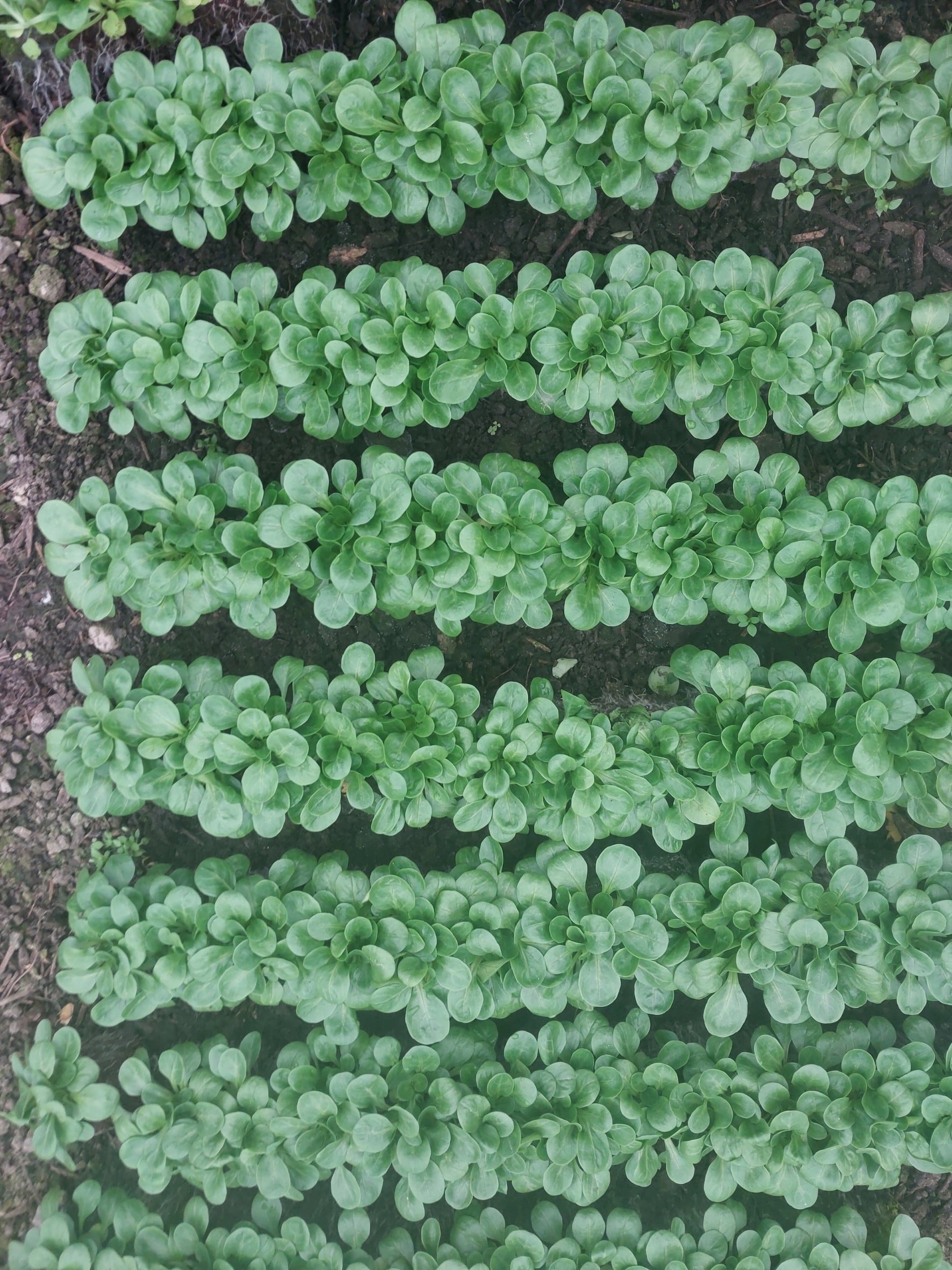 Reihen üppig grüner Blattpflanzen, die in sauberen, parallelen Reihen im Boden wachsen, von oben betrachtet.