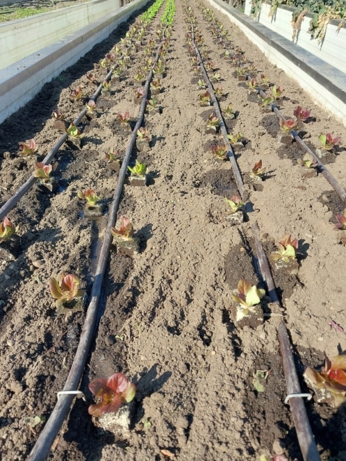 Reihen junger Salatpflanzen, die in der Erde wachsen, mit Tropfbewässerungsschläuchen, die zwischen den Setzlingen in einem Gewächshaus oder Gartenbeet unter hellem Sonnenlicht verlegt sind.