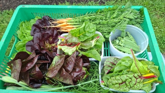 March in the Feierabend Garden