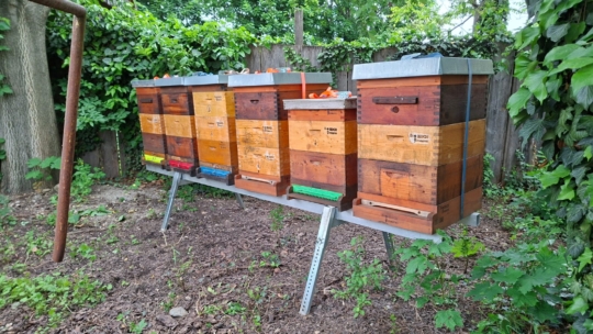 March in the Feierabend Garden