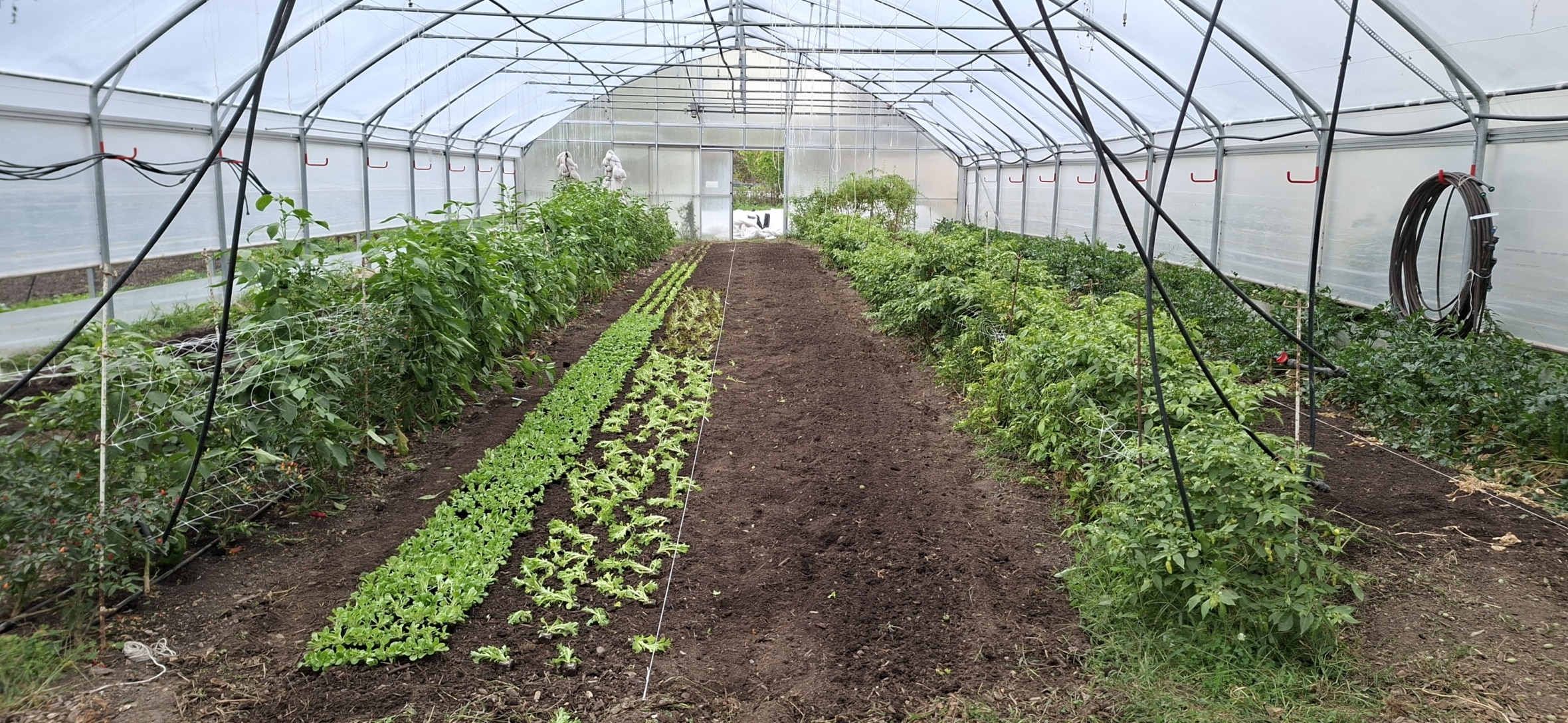 Reihen von grünem Blattgemüse und Tomatenpflanzen wachsen in einem großen Gewächshaus mit einem Erdweg in der Mitte. Der Raum ist geordnet, mit Spalieren und Bewässerungsschläuchen, die über den Pflanzen hängen.
