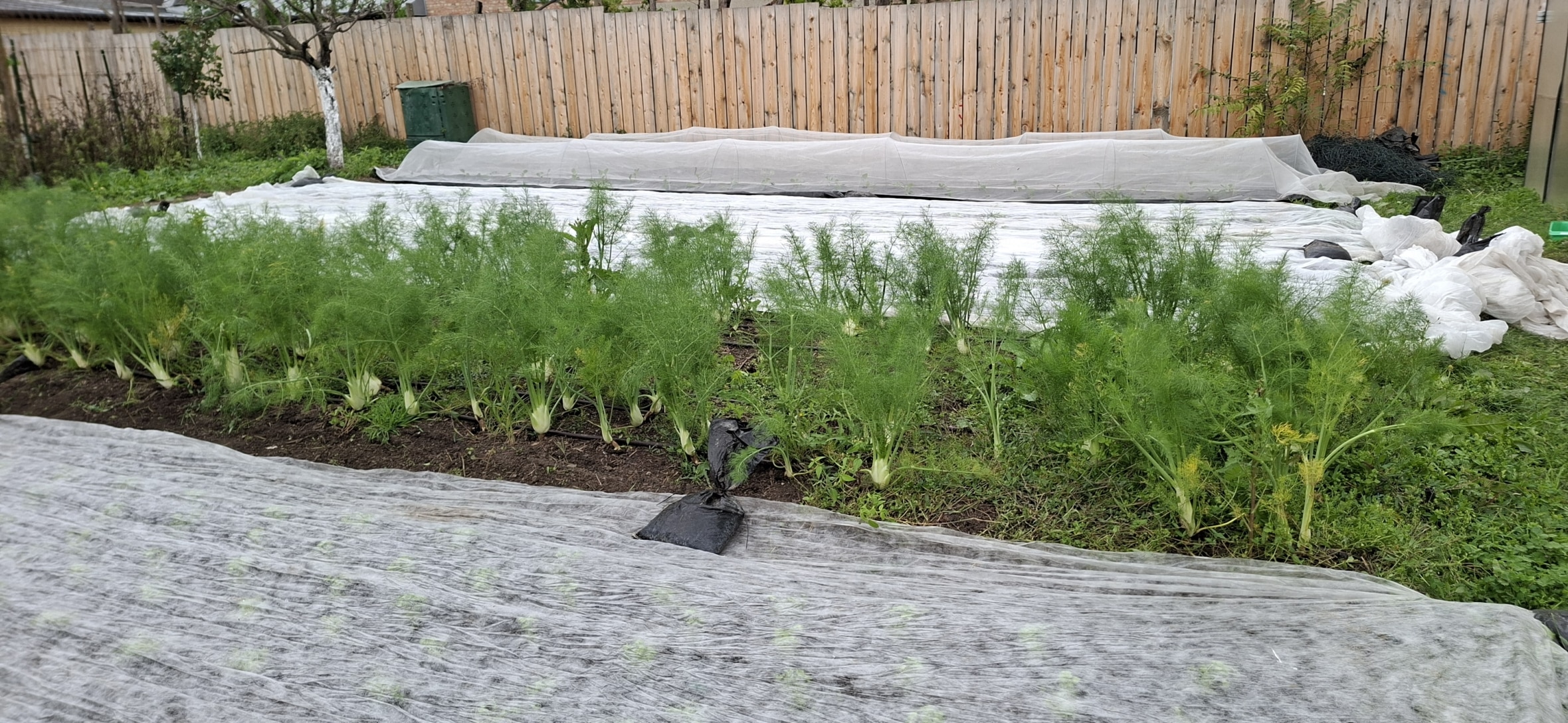 Reihen von grünen Fenchelpflanzen wachsen in einem Garten, wobei einige Beete mit weißem Gartengewebe bedeckt sind. Im Hintergrund sind ein Holzzaun und ein Baum zu sehen. Der Bereich wirkt geordnet und gut gepflegt.