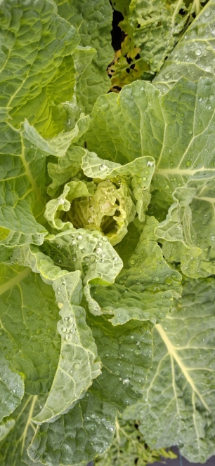 Nahaufnahme von frischen, grünen Kohlblättern mit sichtbaren Adern und Wassertropfen auf der Oberfläche, die ein strukturiertes und lebendiges Muster ergeben.