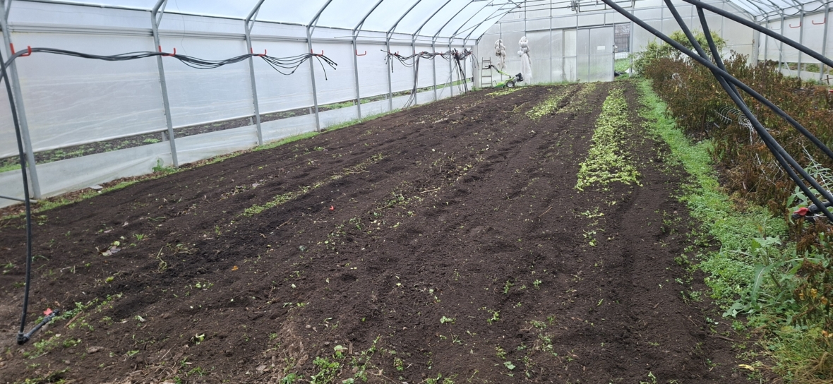 Ein Gewächshaus mit Reihen von Bodenbeeten, in denen teilweise kleine grüne Pflanzen sprießen. An den Seiten verlaufen Bewässerungsrohre, und der Bereich ist teilweise bepflanzt. Der Raum scheint für die Landwirtschaft oder den Gartenbau eingerichtet zu sein.