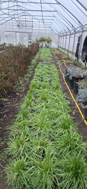 Ein Gewächshaus mit Reihen grüner Blattpflanzen, die in der Erde wachsen, einige getrocknete braune Pflanzen auf der linken Seite, Topfpflanzen auf der rechten Seite und ein gelber Schlauch am Boden entlang auf der rechten Seite.