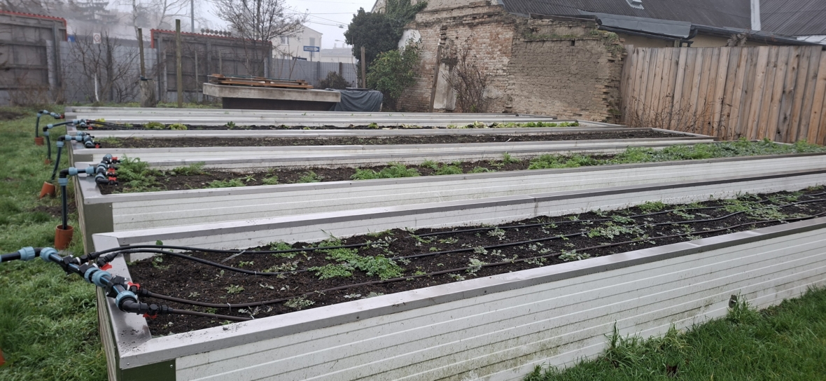 Rechteckige Hochbeete mit Bewässerungsrohren, die in einem grasbewachsenen Hof aufgereiht sind. In einigen Beeten wächst Erde mit kleinen Grünpflanzen oder Unkraut, und im Hintergrund sind ein Holzzaun und eine alte Ziegelmauer zu sehen.