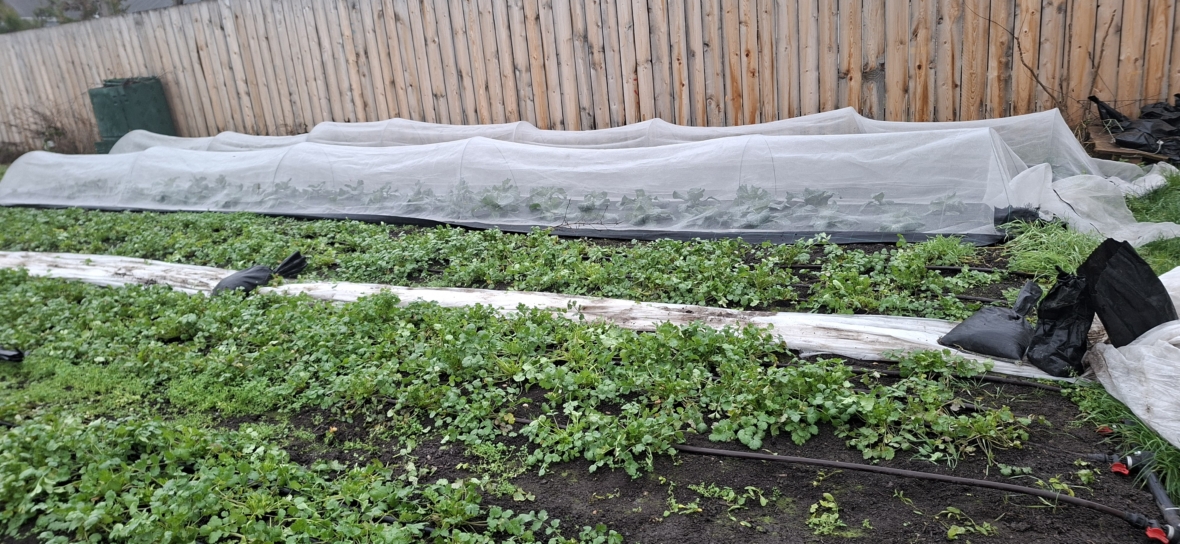 Ein Gemüsegarten mit grünen Pflanzen, die in Reihen wachsen und teilweise mit weißem Netz und Plastikplanen bedeckt sind; ein Holzzaun führt an der Rückseite des Gartens entlang.