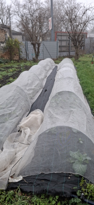 Zwei lange Gartenbeete, die mit weißen Maschendrahtabdeckungen bedeckt sind, um die Pflanzen vor der Kälte zu schützen. Die Beete befinden sich in einem grasbewachsenen Gartenbereich mit kahlen Bäumen und einem Metallzaun im Hintergrund an einem nebligen Tag.