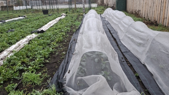 Reihen von Gartenpflanzen, die unter freiem Himmel wachsen, einige zum Schutz mit weißen Netztunneln abgedeckt, wobei an einem bewölkten Tag Erde und grüne Pflanzen zwischen den Reihen sichtbar sind.