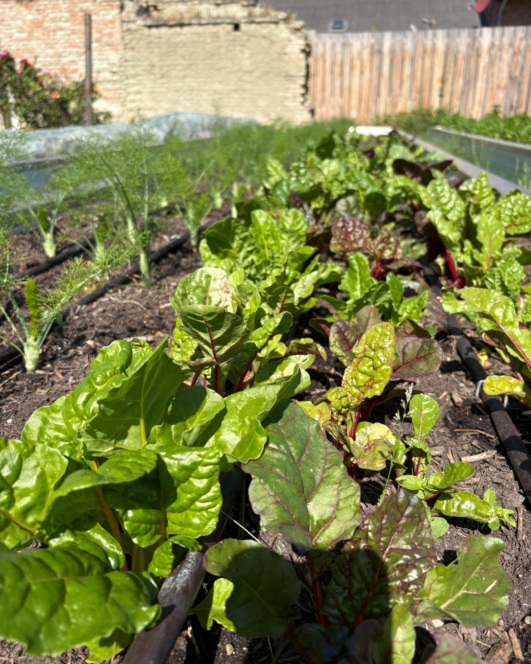 Reihen von grünem Blattgemüse, wahrscheinlich Mangold oder Rüben, die in einem Gartenbeet mit Tropfbewässerungsleitungen, einem Holzzaun und einer Ziegelmauer im Hintergrund unter hellem Sonnenlicht wachsen.