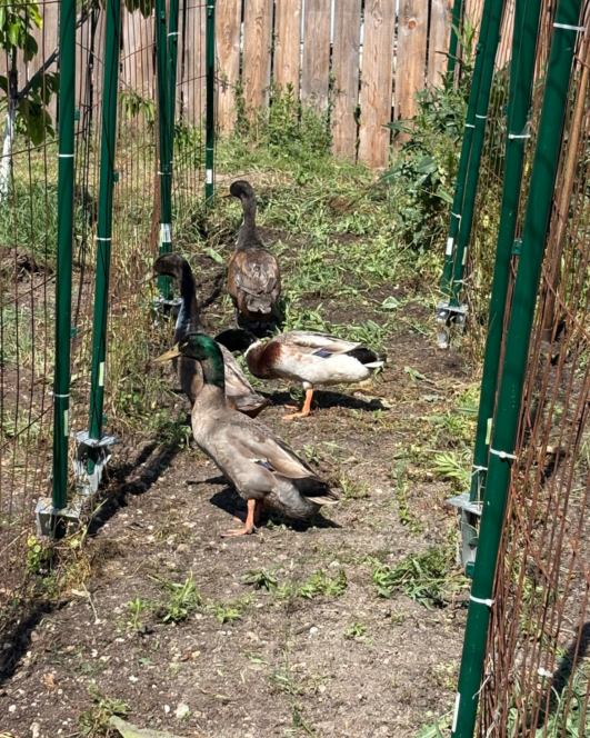 Vier Enten laufen an einem sonnigen Tag in einer Reihe durch einen mit grünen Metallzäunen gesäumten Gartenweg mit Gras und Pflanzen um sie herum und einem Holzzaun im Hintergrund.