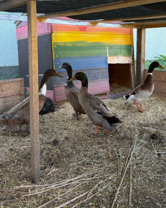 Vier Enten stehen in einem eingezäunten Außengehege vor einem hölzernen, mit Regenbogenstreifen bemalten Entenhaus. Der Boden ist mit Stroh bedeckt und das Gehege wird von Holzbalken und Maschendraht beschattet.