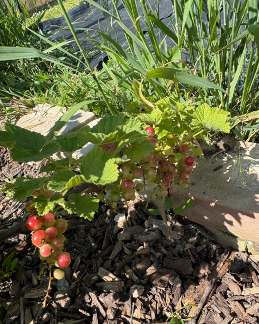 Ein kleiner Johannisbeerstrauch mit reifenden roten und grünen Beeren und grünen Blättern, umgeben von Mulch und hohen Gräsern in hellem Sonnenlicht, wächst neben einer Steineinfassung.