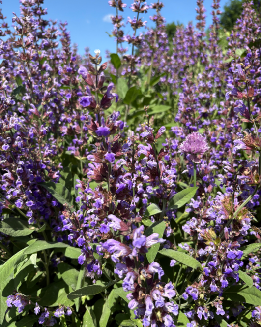 Nahaufnahme eines üppigen Feldes mit hohen, blühenden violetten Blumen mit grünen Blättern unter einem klaren blauen Himmel, die die leuchtenden Farben und die natürliche Schönheit der Szene einfangen.