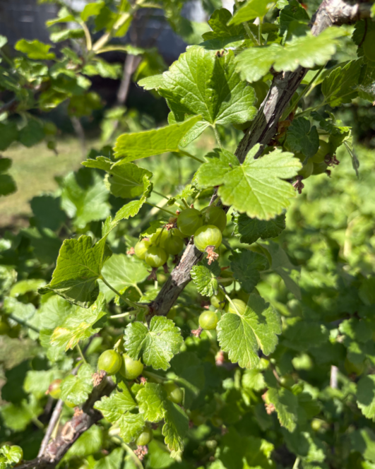 Nahaufnahme eines Stachelbeerstrauchs mit Büscheln kleiner, grüner, unreifer Stachelbeeren und gezackten grünen Blättern, die in helles Sonnenlicht getaucht sind. Der Hintergrund zeigt weiteres Laub und eine unscharfe Außenlandschaft.
