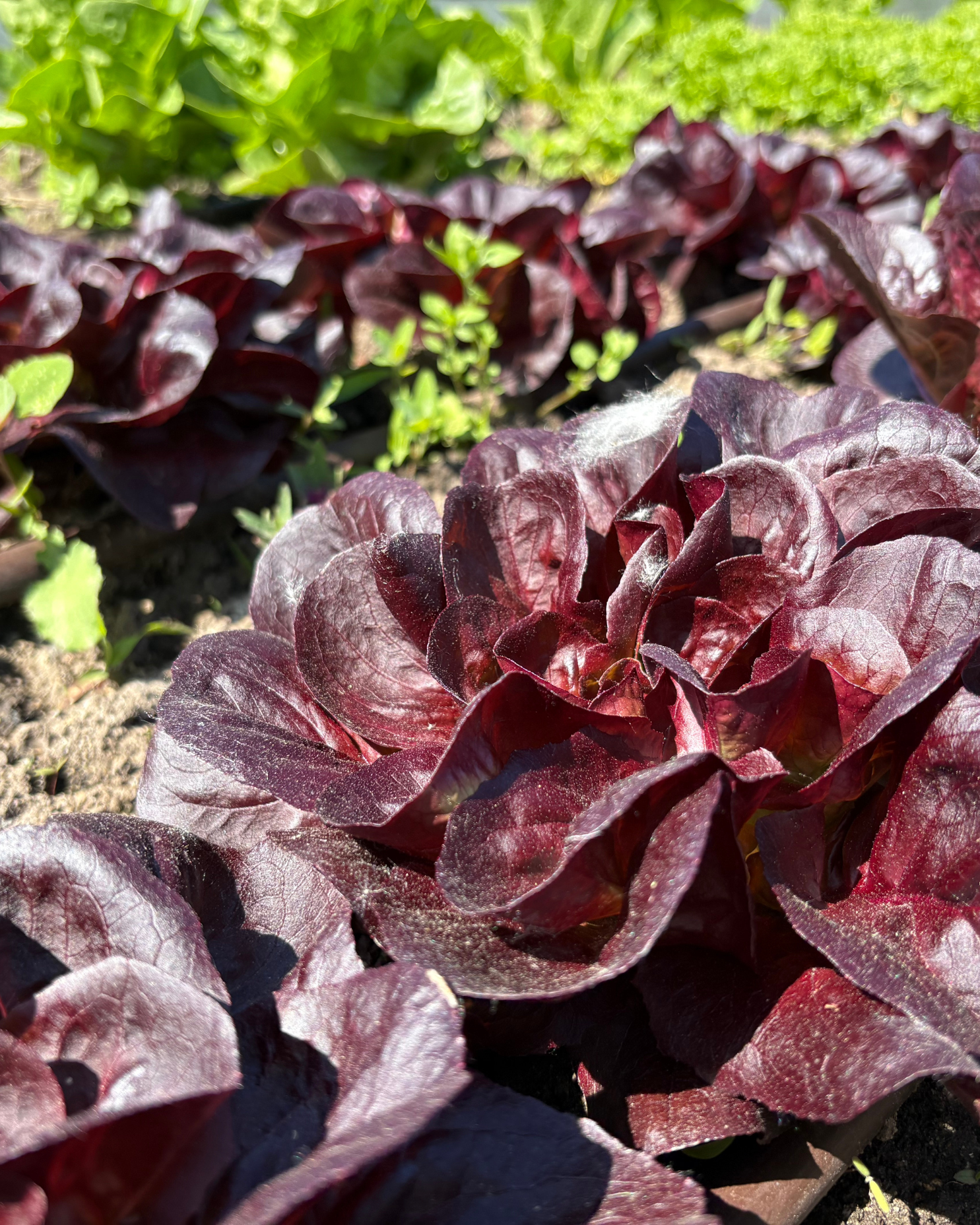 Nahaufnahme von tiefroten Salatköpfen, die in einem sonnigen Gartenbeet wachsen, mit grünem Blattgemüse im unscharfen Hintergrund. Zwischen den Pflanzen ist die Erde zu sehen.