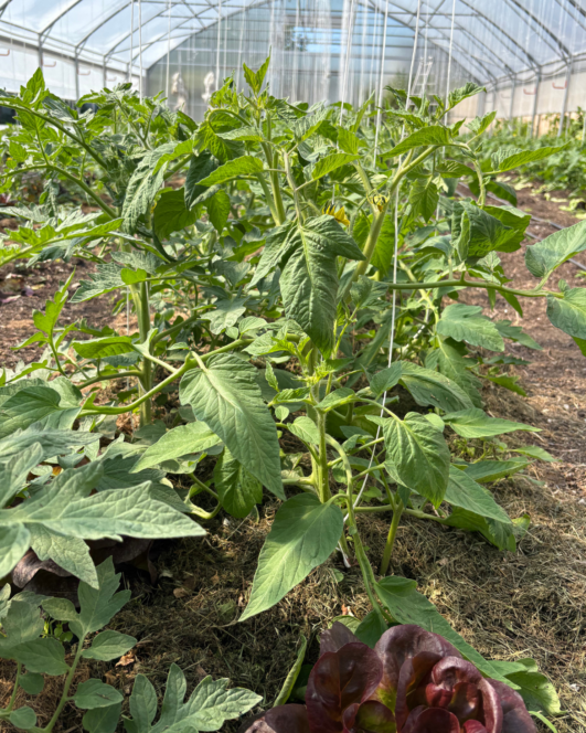 Grüne Tomatenpflanzen, die in einem Gewächshaus wachsen, umgeben von Erde und Mulch, wobei das Sonnenlicht durch das Plastikdach fällt. In der unteren rechten Ecke ist ein roter Salatkopf zu sehen.