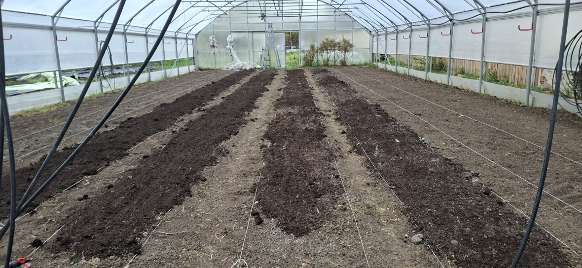 Ein Gewächshaus mit mehreren für die Bepflanzung vorbereiteten Beeten, die durch Gehwege voneinander getrennt sind. Schnüre markieren die Reihen, und der Raum ist aufgeräumt und bereit für neue Pflanzen.