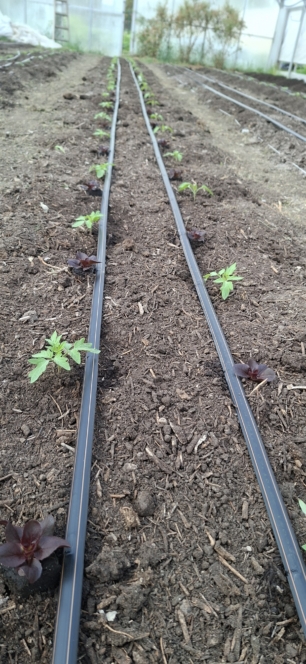 Junge Setzlinge werden in einem Gewächshaus in sauberen Reihen in die Erde gepflanzt, wobei zwei schwarze Tropfbewässerungsleitungen parallel in der Mitte verlaufen. Die Pflanzen scheinen erst kürzlich gepflanzt worden zu sein und stehen in gleichmäßigen Abständen.