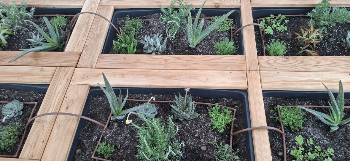 Hölzerne Hochbeete, die in quadratische Abschnitte unterteilt sind und jeweils eine Vielzahl kleiner Grünpflanzen, Sukkulenten und Kräuter enthalten, die in dunkler Erde wachsen. In einigen Abschnitten sind gebogene Metallstangen zu sehen.