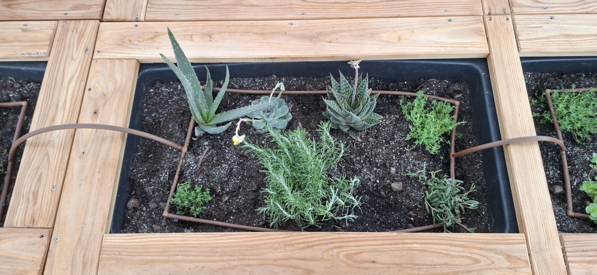 Ein rechteckiges Hochbeet mit Holzumrandung, in dem verschiedene kleine grüne Sukkulenten und Kräuter in dunkler Erde wachsen und das von einem dünnen braunen Drahtrahmen eingefasst ist.