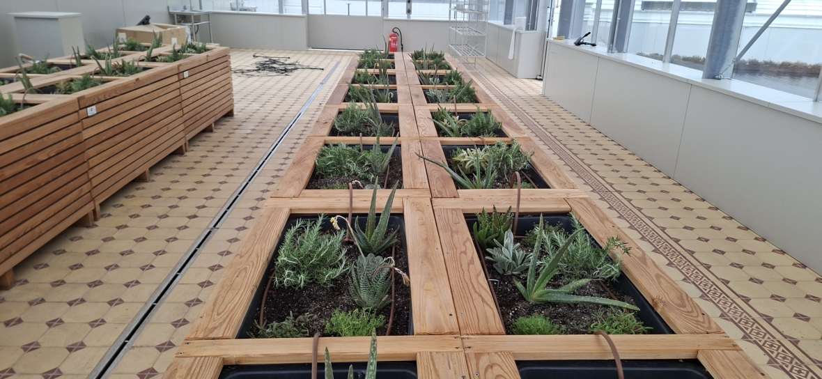 Rechteckige hölzerne Pflanzgefäße, gefüllt mit verschiedenen Grünpflanzen und Sukkulenten, sind in einem hellen, modernen Gewächshaus mit gemustertem Kachelboden in Reihen angeordnet.