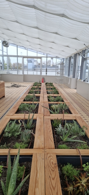 Innengewächshaus mit erhöhten, in Reihen angeordneten hölzernen Pflanzgefäßen, in denen Sukkulenten und Kräuter wachsen. Die Struktur hat transparente Wände und ein transparentes Dach, das natürliches Licht hereinlässt, und am anderen Ende ist ein roter Feuerlöscher zu sehen.