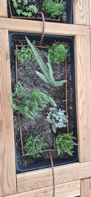 Ein erhöhtes Gartenbeet aus Holz enthält eine Vielzahl kleiner Pflanzen, darunter Sukkulenten und Kräuter, die von einem Tropfbewässerungssystem umgeben sind, das in einer rechteckigen Form auf dem Boden ausgelegt ist.