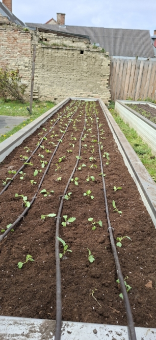 Ein Gartenbeet mit Reihen junger grüner Setzlinge, die in brauner Erde sprießen, ausgestattet mit Tropfbewässerungsschläuchen, die parallel über die Länge des Beetes verlaufen. Im Hintergrund sind ein Holzzaun und Backsteingebäude zu sehen.