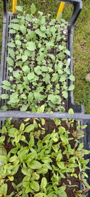 Zwei Schalen mit jungen grünen Setzlingen, eine mit blättrigen Pflanzen mit rötlichen Stielen und die andere mit kleineren grünen Blättern, werden auf Gras im Freien aufgestellt.