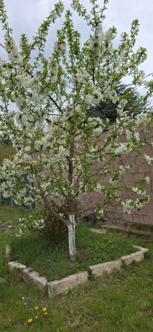 Ein kleiner Baum mit weißen Blüten wächst in einem quadratischen, mit Steinen eingefassten Gartenbeet, das von Gras und ein paar gelben Blumen umgeben ist. Hinter dem Baum befindet sich eine rote Backsteinmauer und etwas Grünzeug. Der Himmel ist bewölkt.