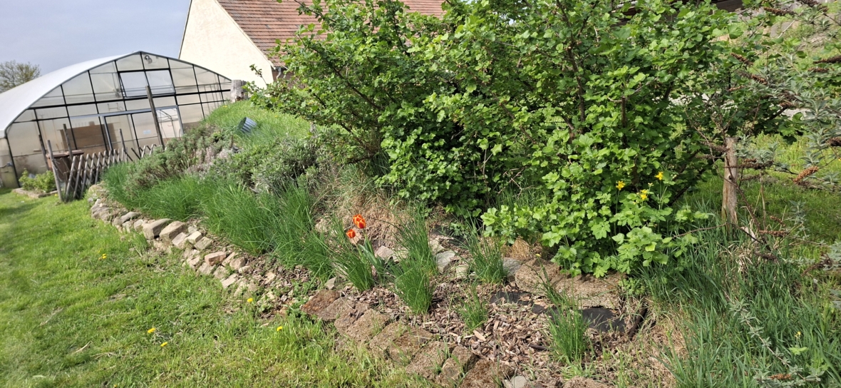 Ein üppiges, mit Steinen eingefasstes Gartenbeet mit grünen Sträuchern, hohem Gras und einigen roten Blumen steht neben einem Gewächshaus und einem Haus mit einem Schrägdach im Hintergrund.