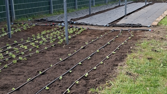 Ein frisch bepflanztes Gartenbeet mit kleinen grünen Setzlingen in ordentlichen Reihen, schwarzen Tropfbewässerungsleitungen und einer Rasenfläche im Vordergrund, neben einem Zaun und einem gepflasterten Gehweg.