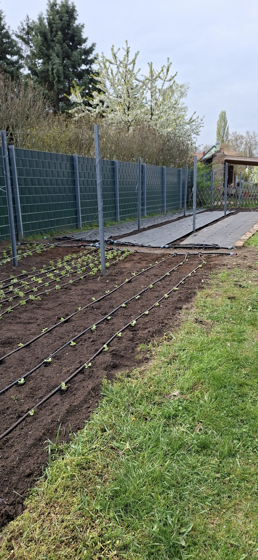 Ein frisch bepflanztes Gartenbeet mit kleinen grünen Setzlingen in ordentlichen Reihen, schwarzen Tropfbewässerungsleitungen und einer Rasenfläche im Vordergrund, neben einem Zaun und einem gepflasterten Gehweg.