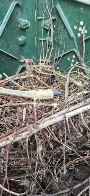 Ein kleines Nagetier mit braunem Fell und einer spitzen Nase ist teilweise zwischen trockenen Zweigen und Blättern versteckt, in der Nähe einer grünen Metallfläche im Hintergrund.