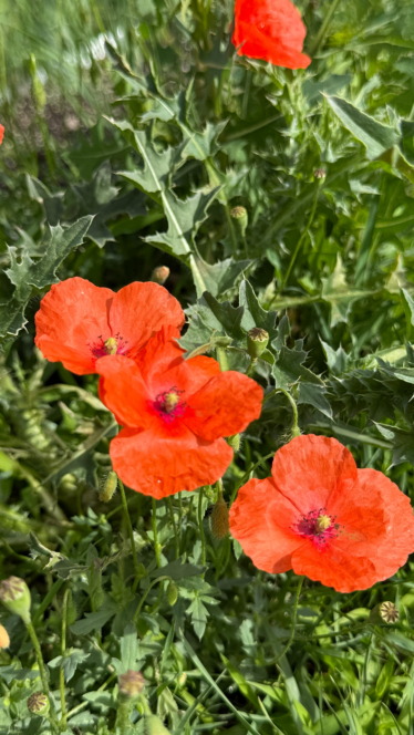 Leuchtend orangefarbene Mohnblüten mit zarten Blütenblättern und dunklen Blütenmitten blühen in einem sonnendurchfluteten Garten inmitten von stacheligen grünen Blättern.