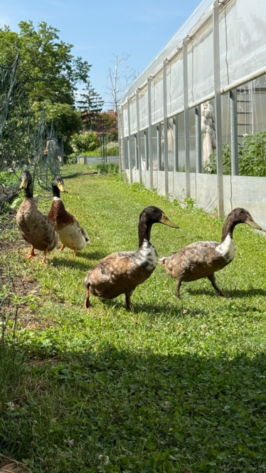 Vier Enten mit dunklen Köpfen und hellen Körpern laufen an einem sonnigen Tag auf dem grünen Gras neben einem Gewächshaus, während links entlang eines Zauns einige Pflanzen wachsen.