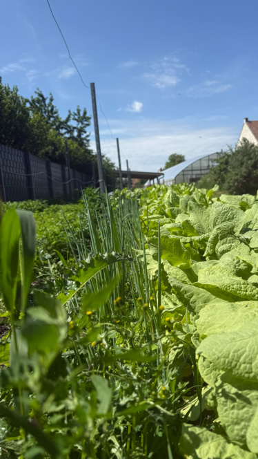 In einem sonnigen Garten wachsen Reihen von Blattgemüse und hohem Schnittlauch; im Hintergrund sind unter einem strahlend blauen Himmel ein Zaun, Bäume und ein Gewächshaus zu sehen.