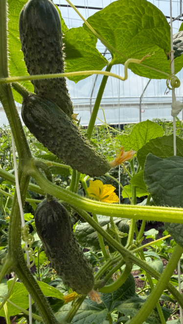 Drei Gurken wachsen an einer Ranke in einem Gewächshaus, umgeben von grünen Blättern und einer kleinen gelben Blüte. Die Gurken sind dunkelgrün und haben eine unebene Schale. Sonnenlicht scheint durch die Gewächshauskonstruktion.