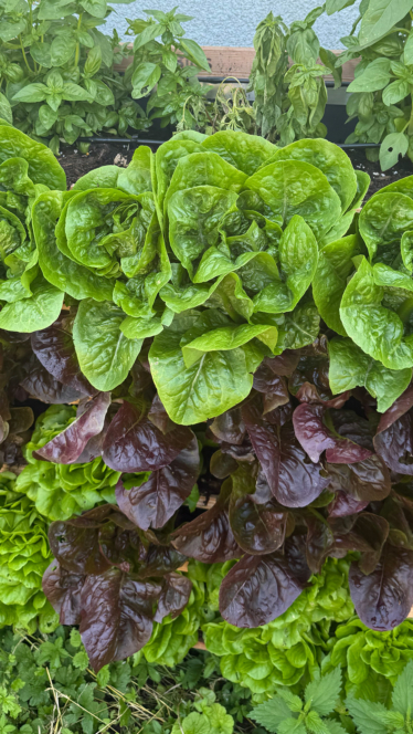 In einem Beet wachsen verschiedene Blattsalatsorten dicht beieinander und zeigen leuchtend grüne und tief rot-violette Blätter. Im Hintergrund sind frische Kräuter zu sehen.