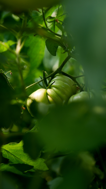 Eine Nahaufnahme einer unreifen grünen Tomate, die an einer Ranke wächst und von üppig grünen Blättern in einem Garten umgeben ist.
