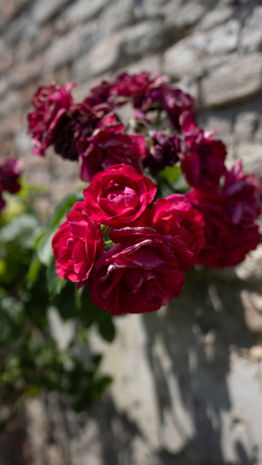 Leuchtend rote Rosen blühen vor dem verschwommenen Hintergrund einer Steinmauer und von Grünpflanzen, während das Sonnenlicht die Blütenblätter zum Leuchten bringt und Schatten wirft.