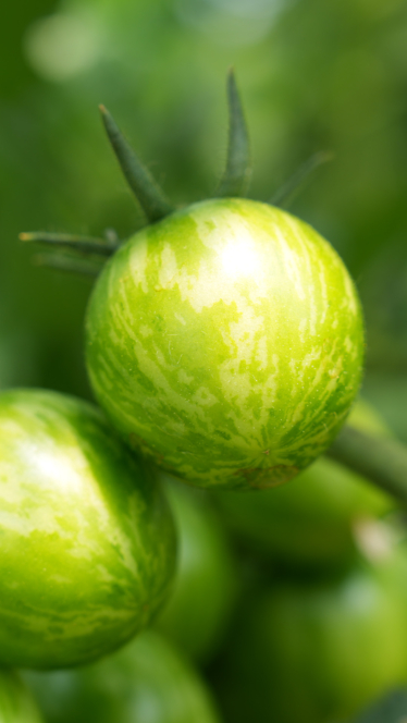 Nahaufnahme einer unreifen grünen Tomate mit hellgrünen Streifen, die am Strauch hängt, vor einem unscharfen grünen Hintergrund.