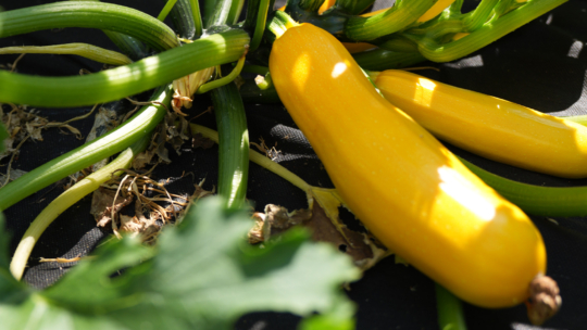 Gelbe Zucchini an einer Pflanze, umgeben von grünen Stielen und Blättern, wobei das Sonnenlicht die glänzende Schale der Gemüse hervorhebt.