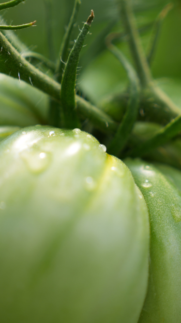 Nahaufnahme einer unreifen grünen Tomate mit Wassertropfen auf der Oberfläche, umgeben von grünen Stielen und Blättern, vor einem unscharfen grünen Hintergrund.