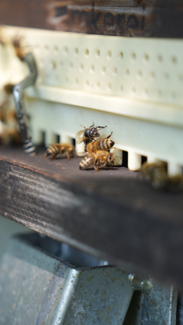 Nahaufnahme von Honigbienen, die sich am Eingang eines Bienenstocks versammeln, wobei einige Bienen in einen weißen Kunststoffrahmen hinein- oder aus ihm herausfliegen.
