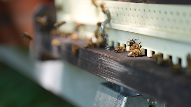Nahaufnahme von Honigbienen am Eingang eines Bienenstocks, wobei einige Bienen hinein- oder hinausfliegen, vor einem unscharfen Hintergrund, vor dem Teile des Bienenstocks zu erkennen sind.