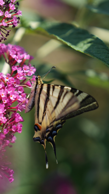 Ein Schwalbenschwanz mit schwarzen und gelben Streifen saugt in strahlendem Sonnenlicht Nektar aus leuchtend rosa Blüten, umgeben von grünen Blättern.